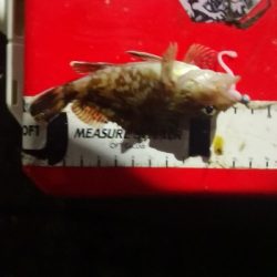 アジング練習 206