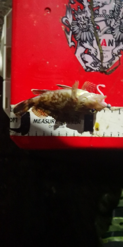 アジング練習 206