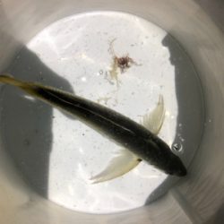 何処でも何時ものアジバラシ