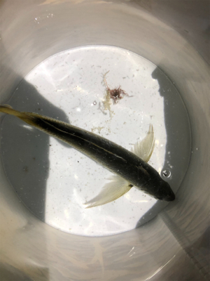 何処でも何時ものアジバラシ