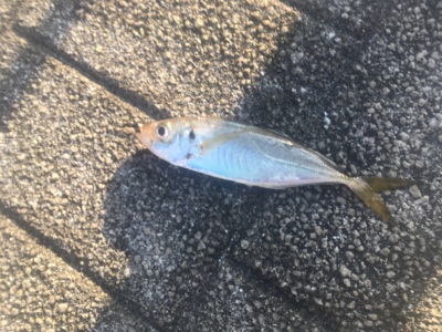 期日前投票を済ませてから