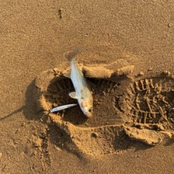 ベイトが遠い日