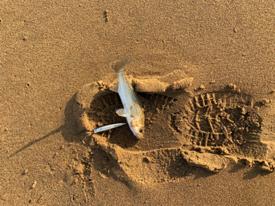 ベイトが遠い日