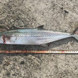 サゴシDAY！！2020ライトゲーム第31戦