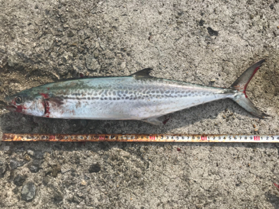 サゴシDAY！！2020ライトゲーム第31戦