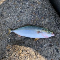 今日は、ジグで！