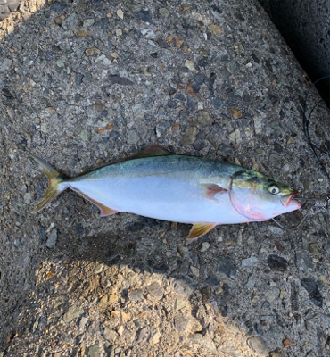 今日は、ジグで！