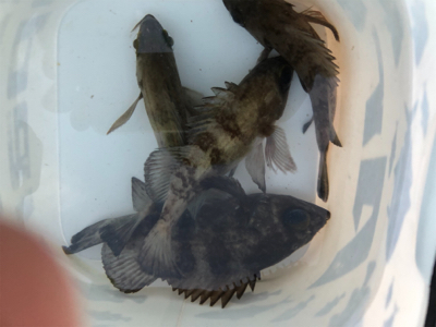 早起きメバリング