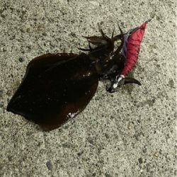 ランガン♪エギング