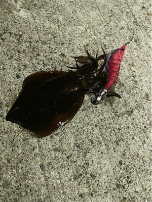 ランガン♪エギング