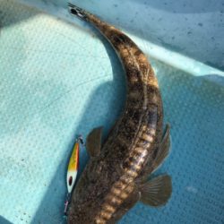 タイラバ　ジギング