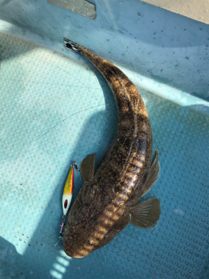 タイラバ　ジギング