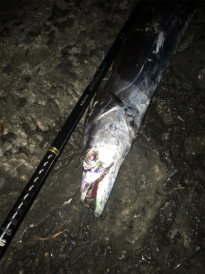 今シーズン初のドラゴンクラス