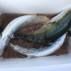 やっとサゴシ釣れた