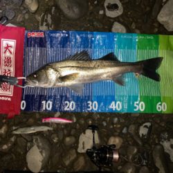 落ち鮎ハイシーズン