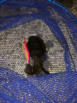 久々の小島養魚場!