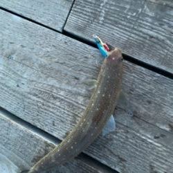 ジグではエソしか釣れん海