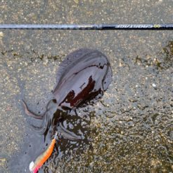 雨の中エギング