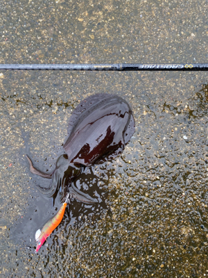 雨の中エギング