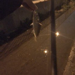 雨の釣行
