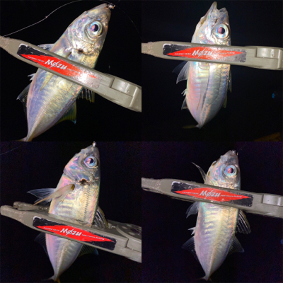 豆の中から良型を獲る