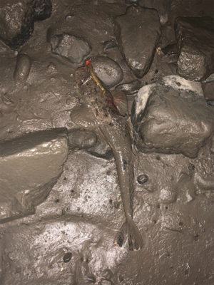 干潮からの朝まづめ釣行