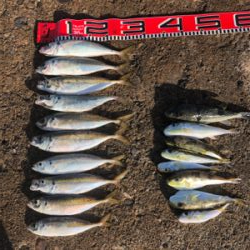 アジ刺身とフグ唐揚げかな？