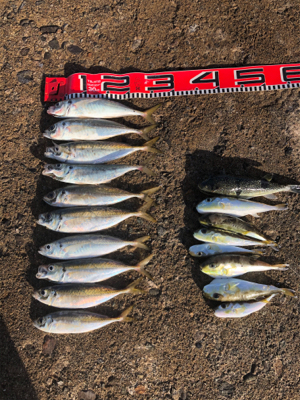 アジ刺身とフグ唐揚げかな？