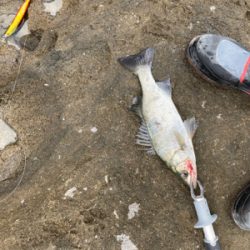 秋のサラシからヒラスズキを引き出した！！