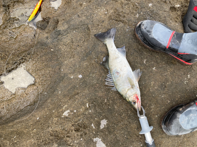 秋のサラシからヒラスズキを引き出した！！