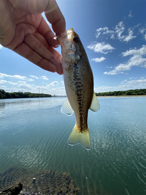 淀川釣行