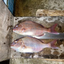 青物御用ならず