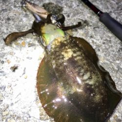 渋くて寒いエギング(＞＜)