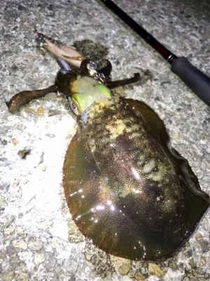 渋くて寒いエギング(＞＜)