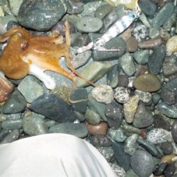 タコたちが元気!