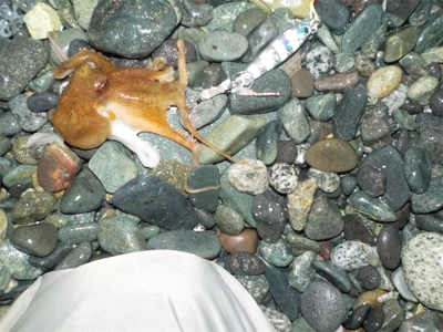 タコたちが元気!