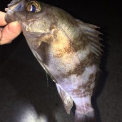 強風ライトゲーム