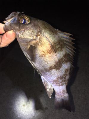 強風ライトゲーム