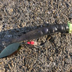 今年はどこへ！？タチウオさん