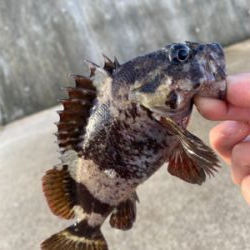 夜〜朝マズメ県北釣り