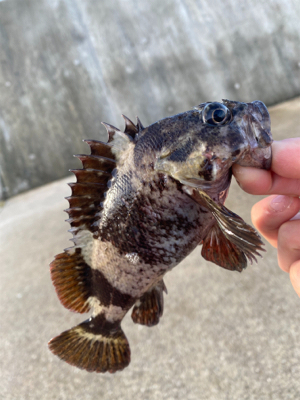 夜〜朝マズメ県北釣り
