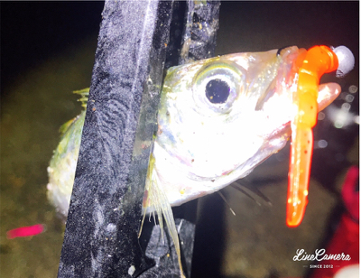 レベロクアジング