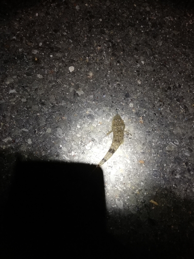 激渋アジング ほぼボーズ