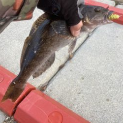 アイナメ数釣り