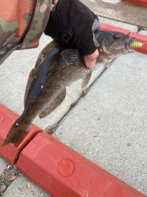 アイナメ数釣り