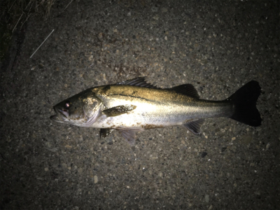 やっときてくれた！