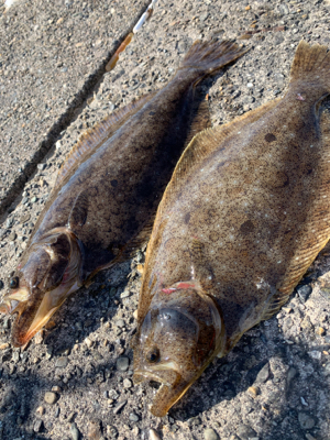 呑ませがおもしろい時期になってきた〜