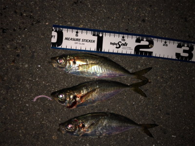 アジ後サバ（笑）