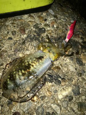 イカ時々タコ＼(^o^)／