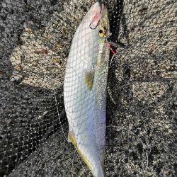 アコウにハマチ